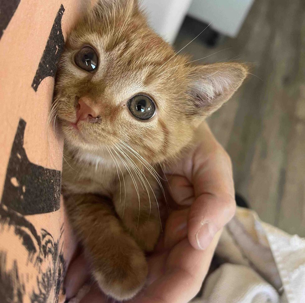 ginger kitten snuggles