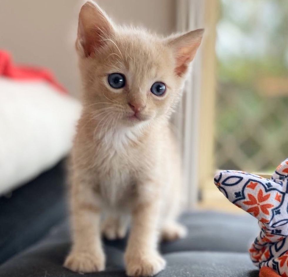 ginger kitten tabby cute