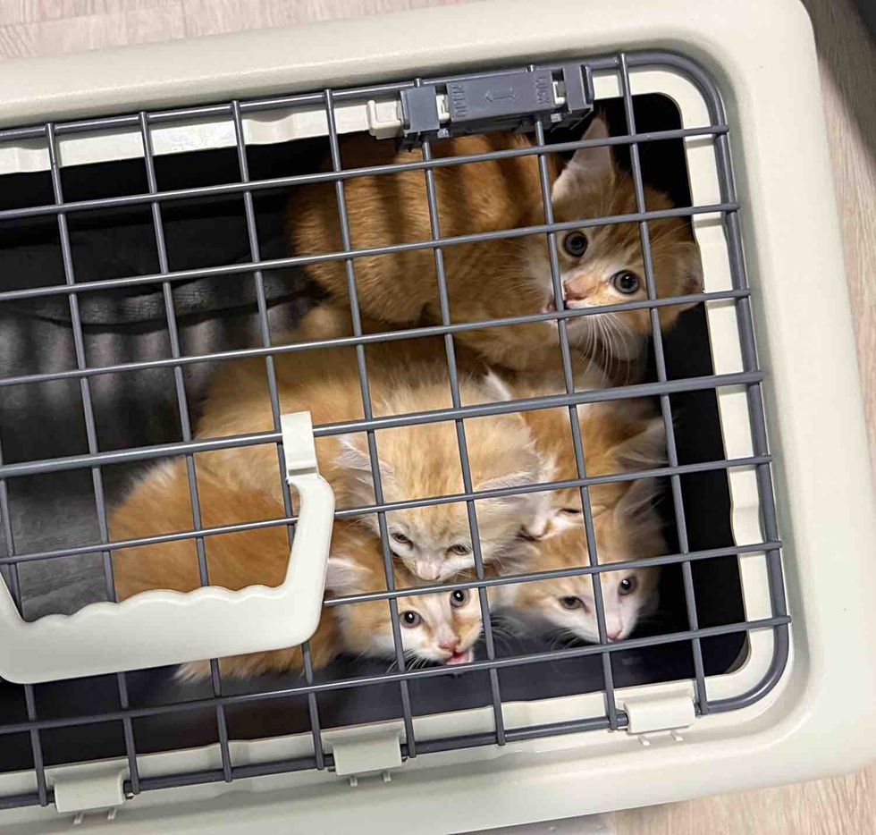 ginger kittens carrier