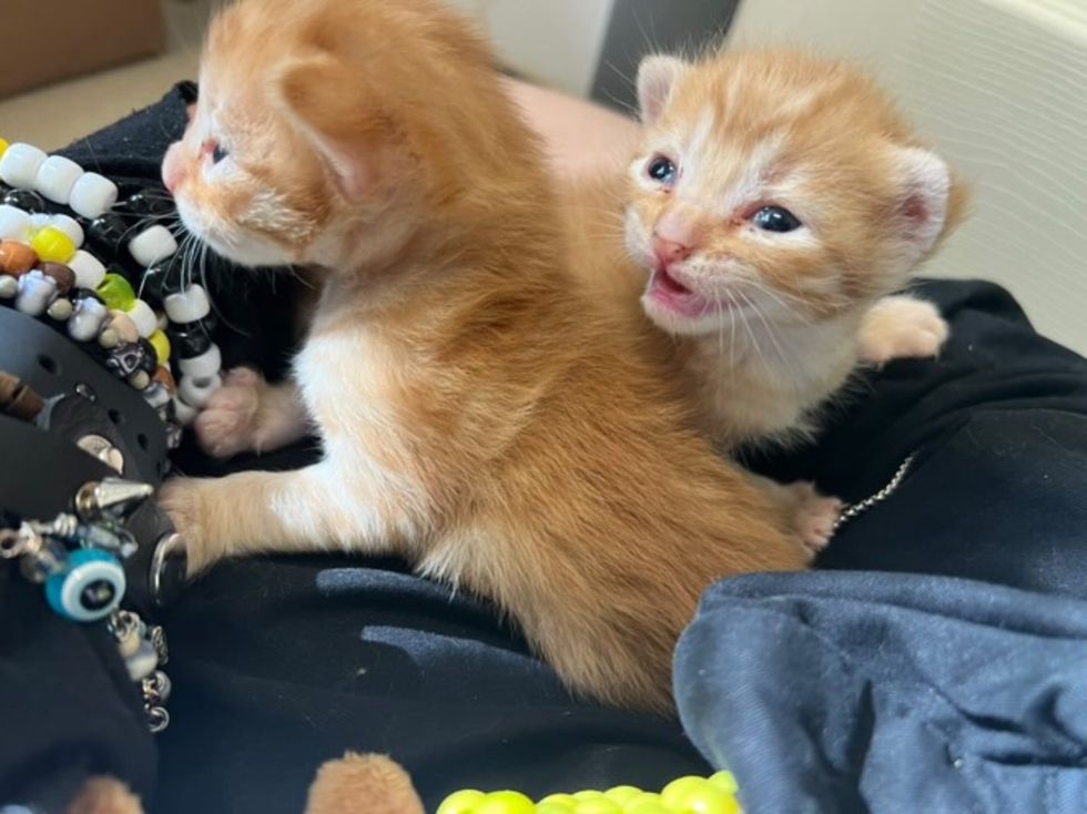ginger kittens lap cats