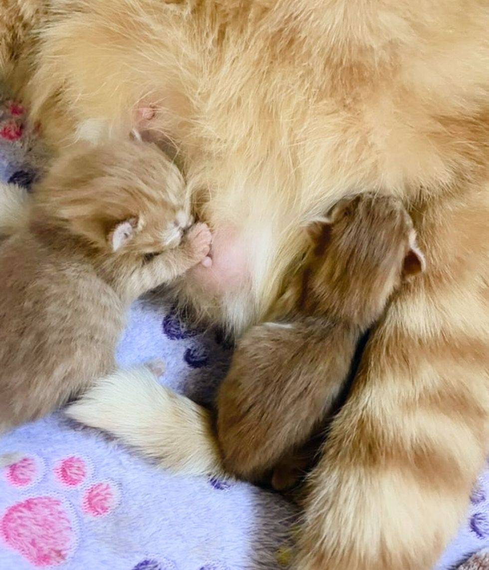 ginger kittens newborn nursing