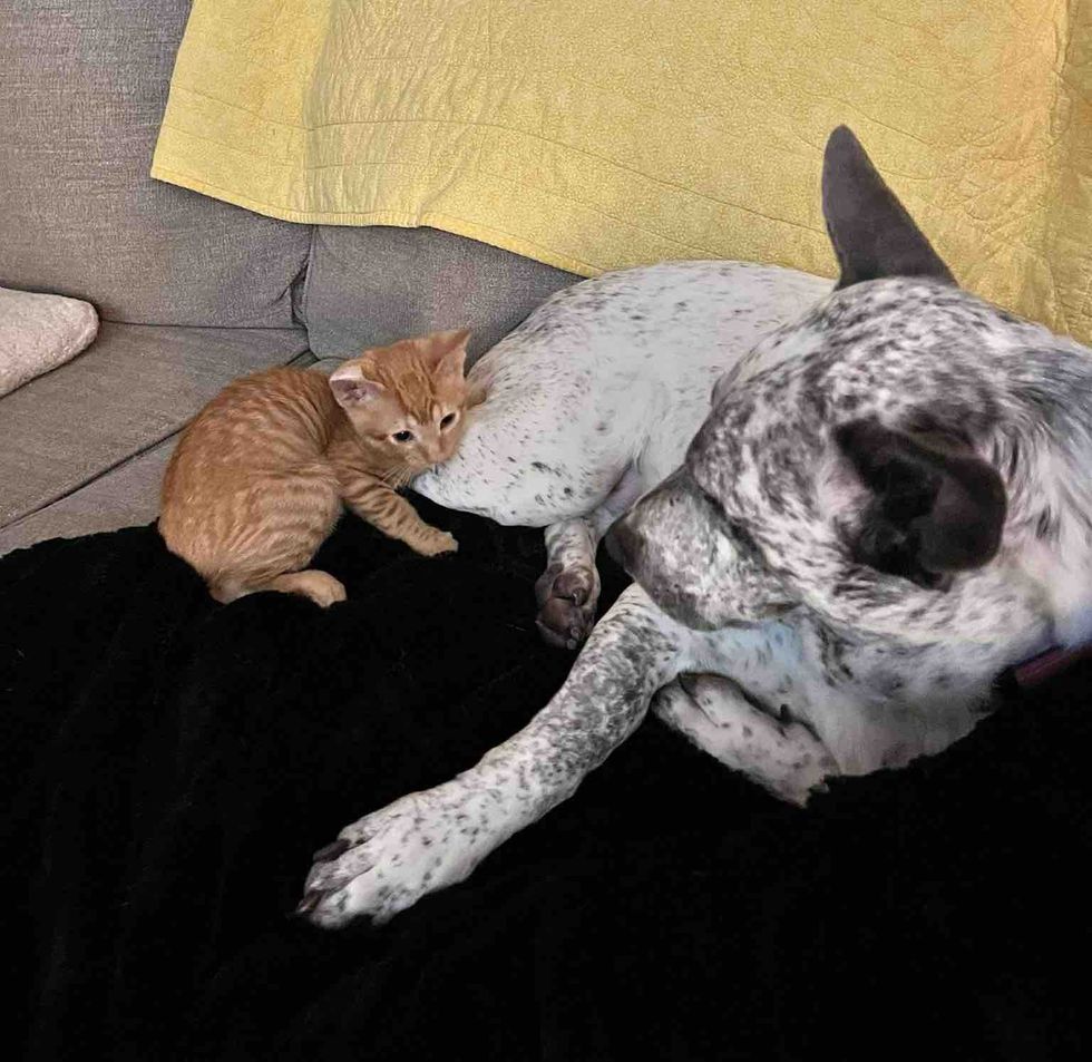 ginger kittens snuggles dog