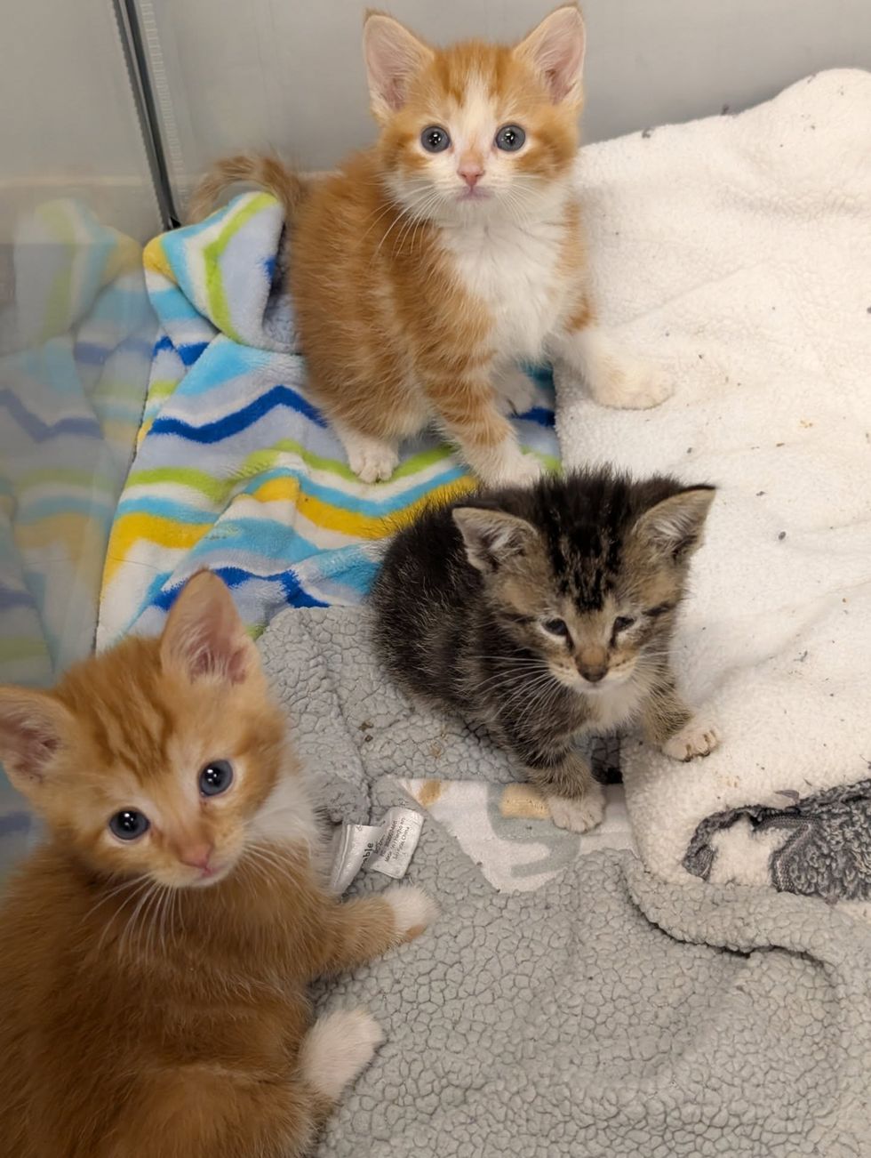 ginger kittens tabby cat