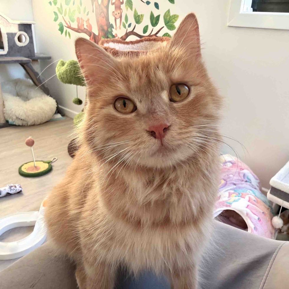 ginger mother cat friendly