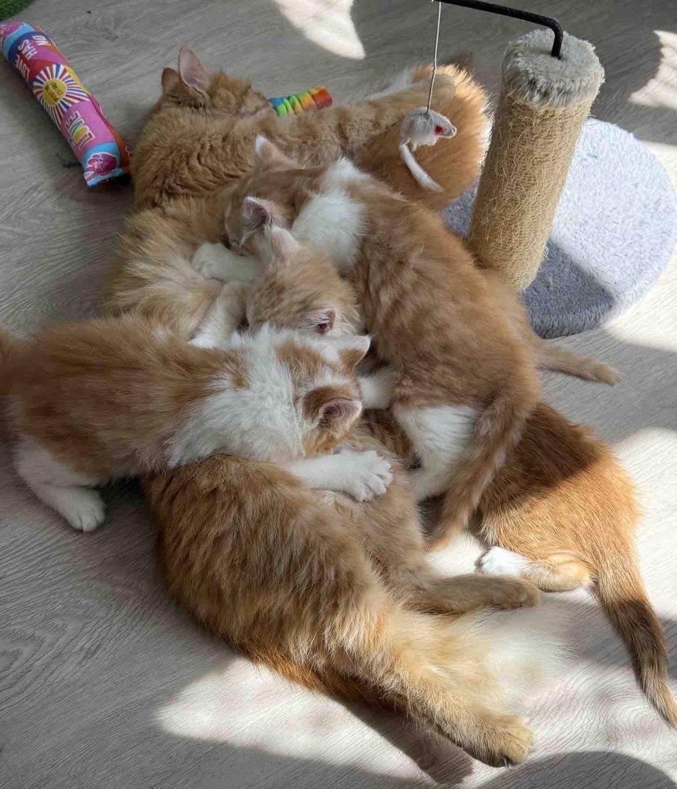 ginger mother cat nursing kittens