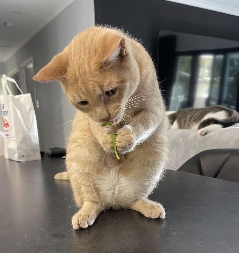 ginger playful cat