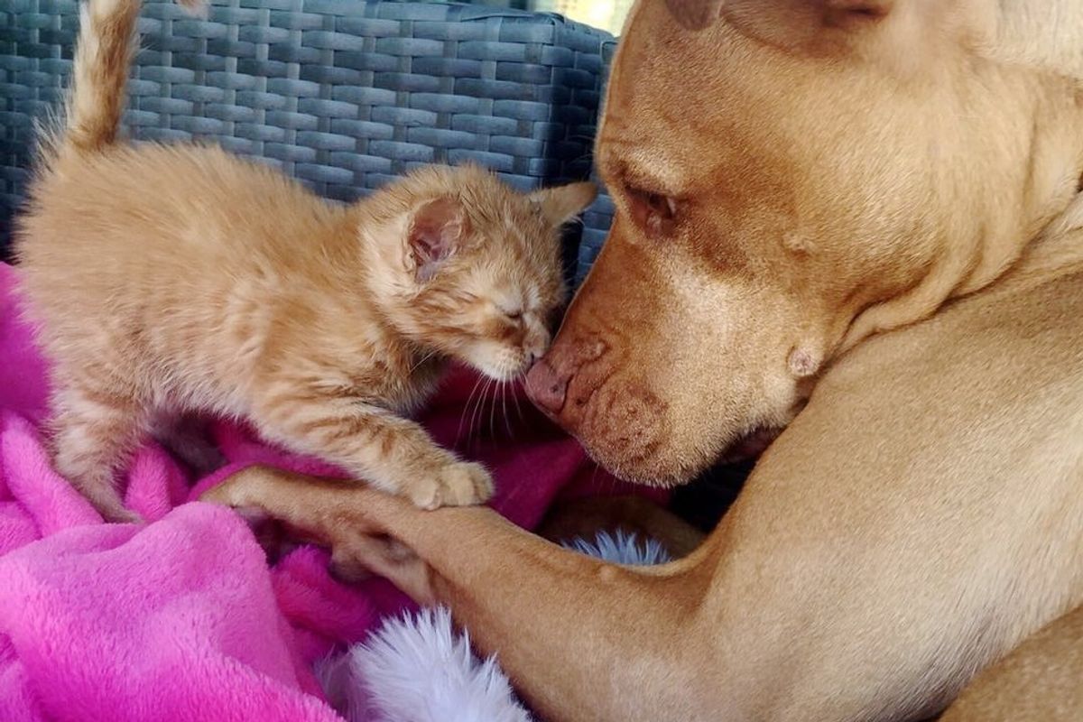 ginger rescue kitten loves kisses rescue pitbull