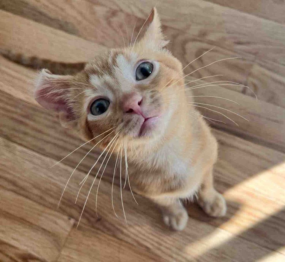 ginger tabby kitten ear curled