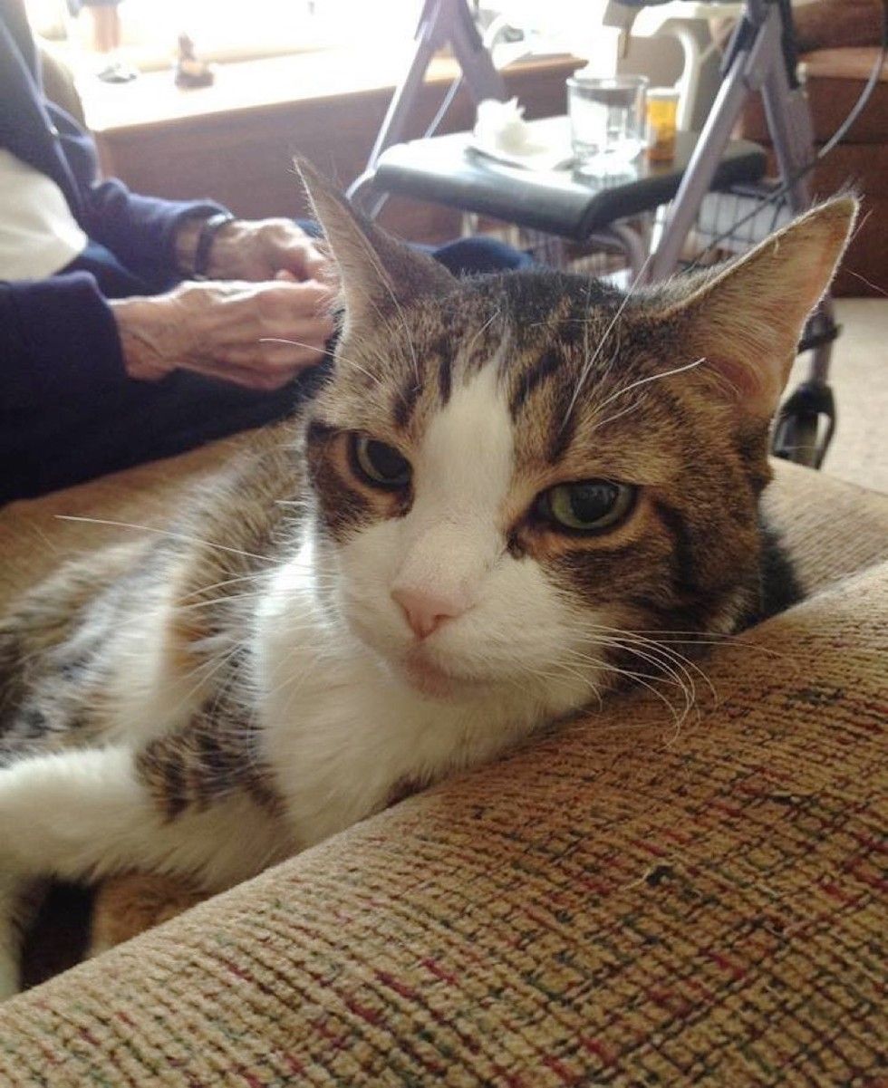 grandma and beloved cat gabby died within hours of each other