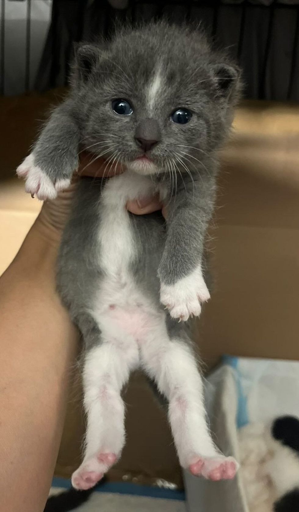 gray and white kitten being held