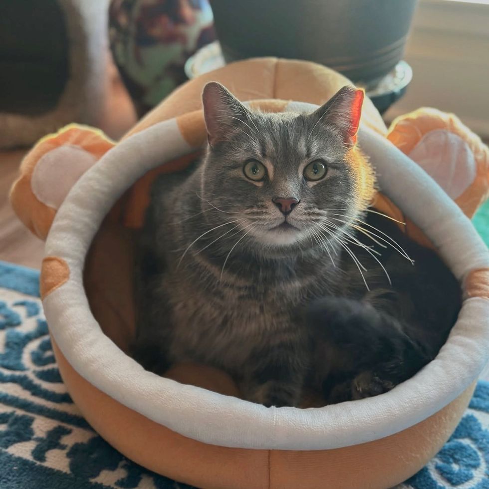 gray cat bed cute