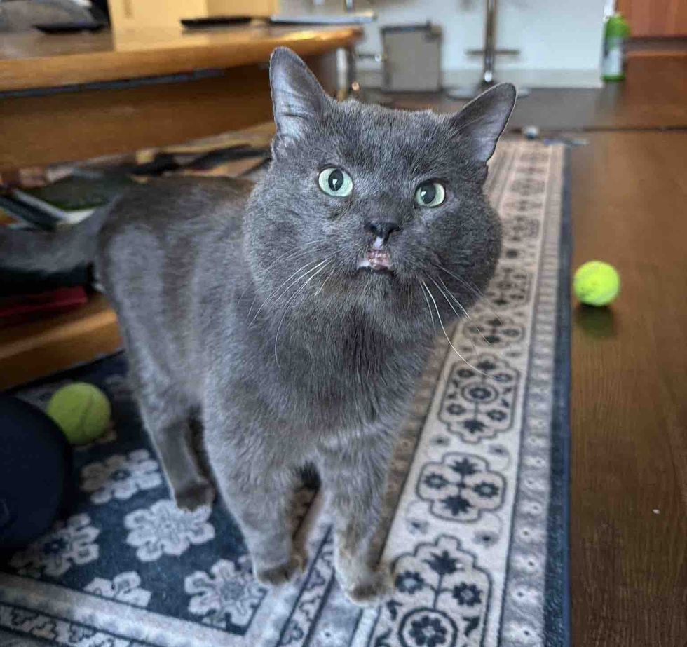 gray cat cheeks