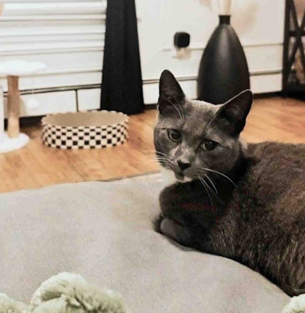 gray cat forever home