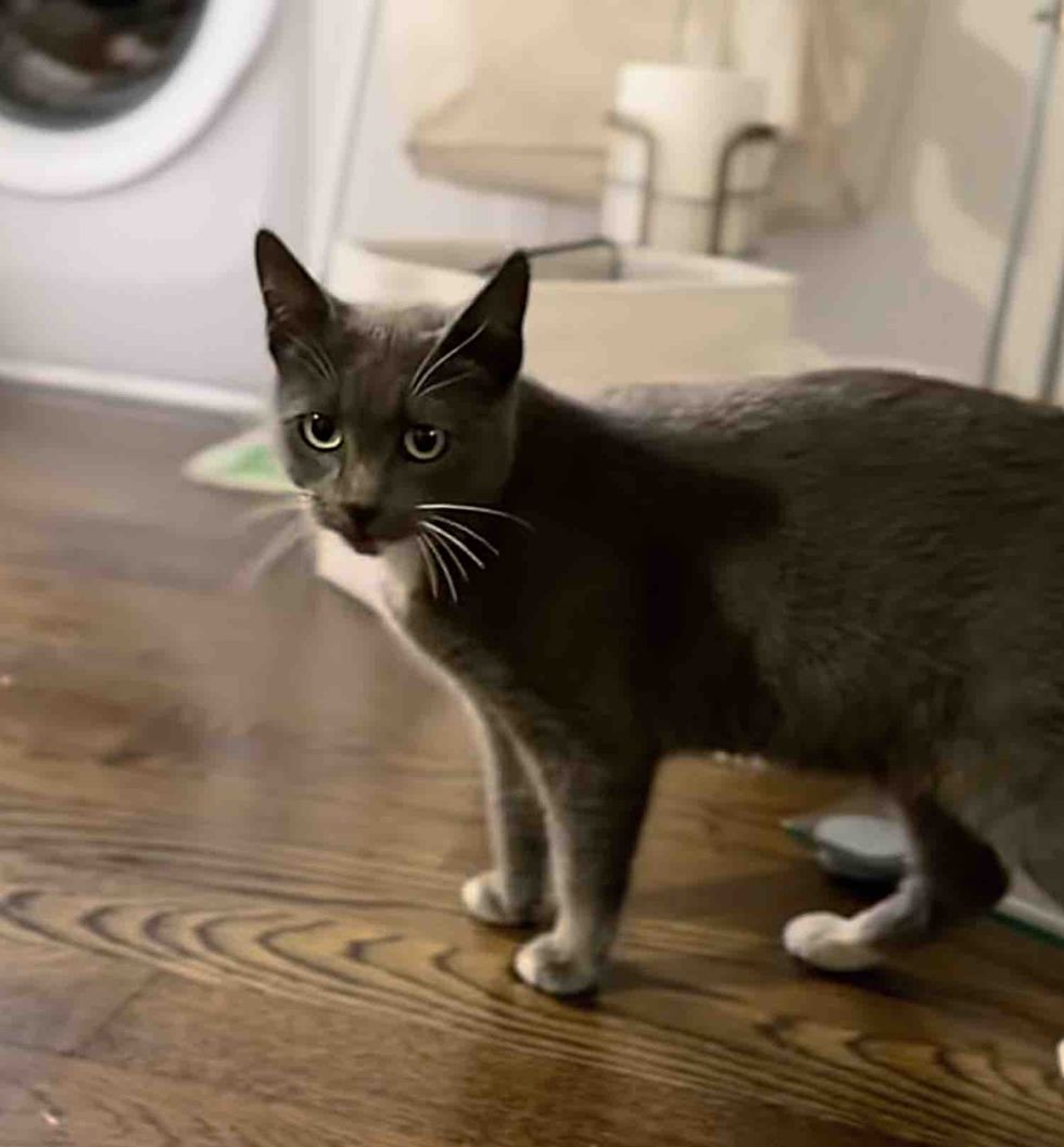 gray cat foster home