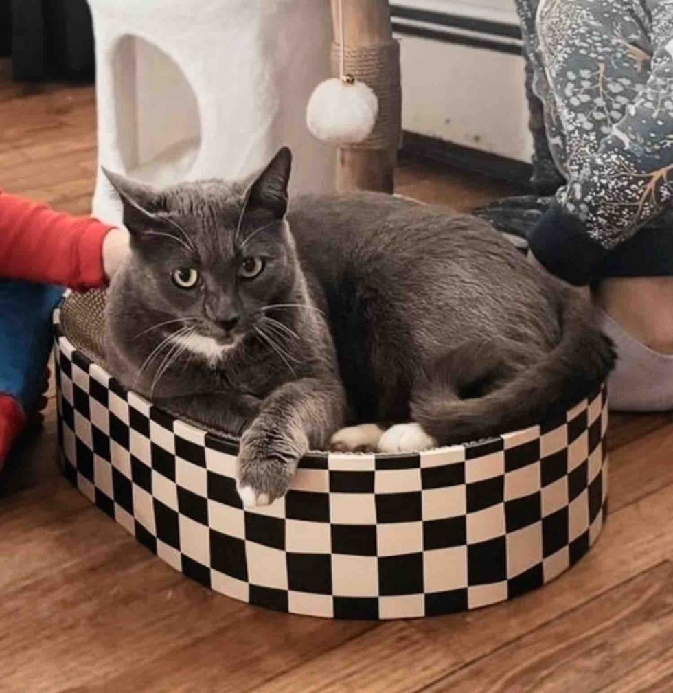 gray cat happy ending