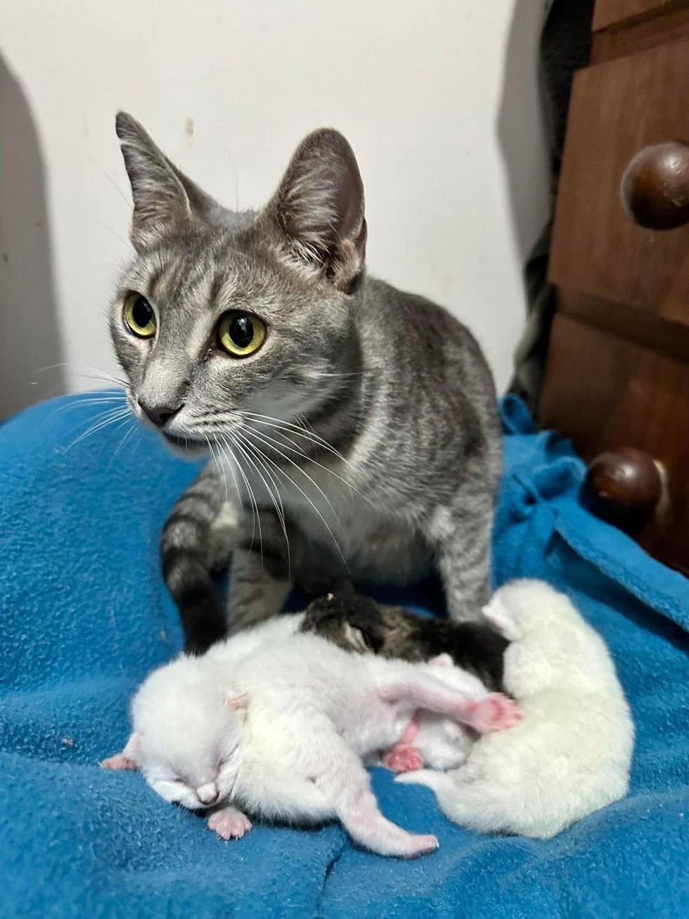 gray cat mom kittens