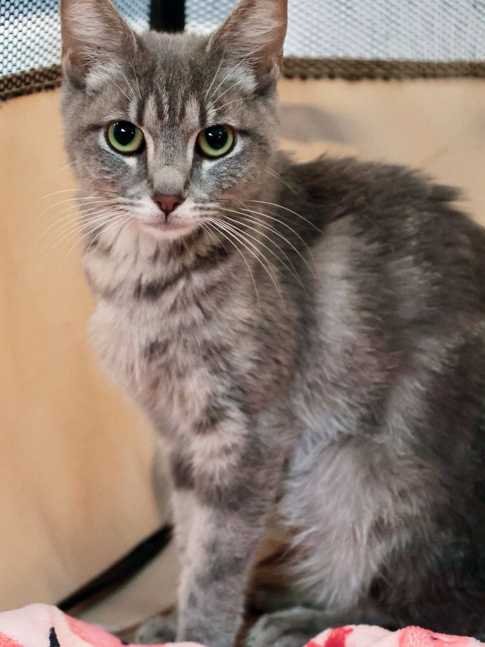 gray cat mother