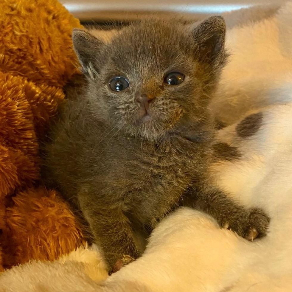Gray cat poses wide-eyed and alert, clearly pleased with herself