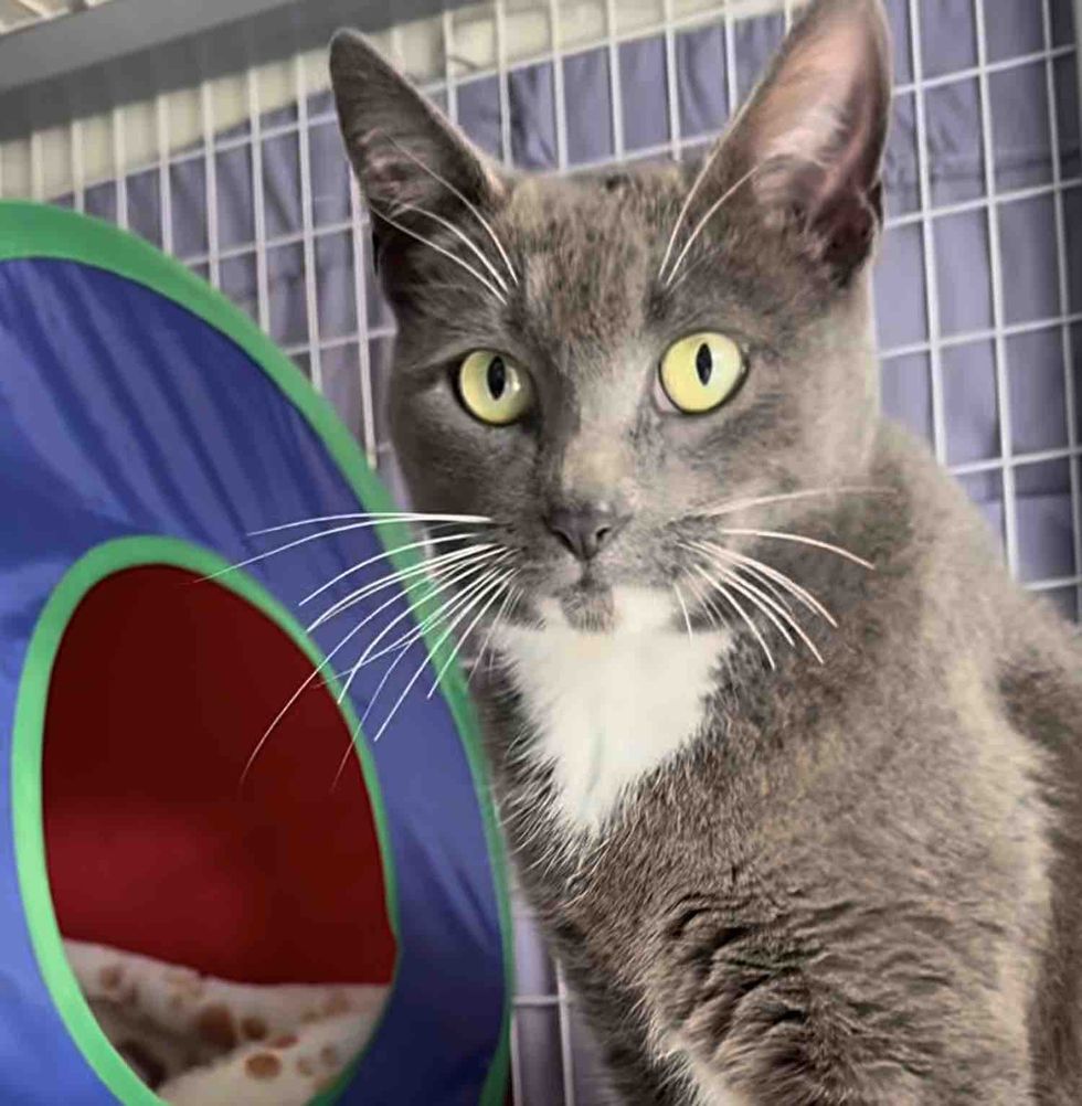 Cat Brings Her Kittens to a House and Waits Outside the Screen Door, That Day Their Lives are Forever Changed