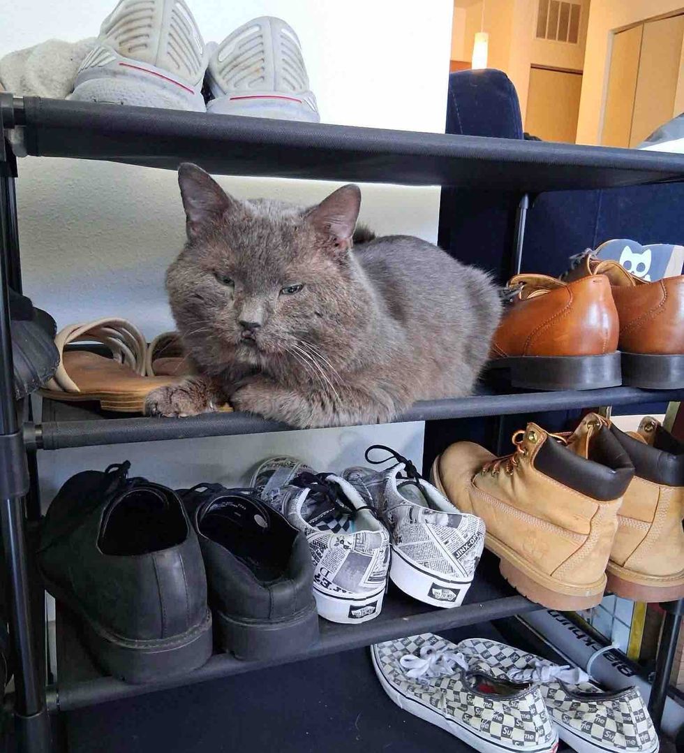 gray cat shoe rack