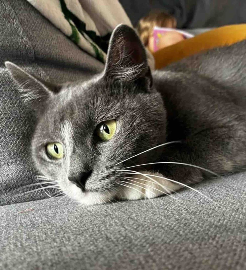 gray cat snuggles