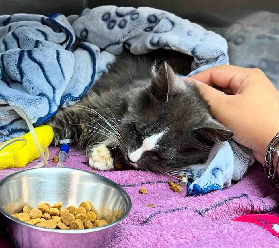 gray cat starts to heal