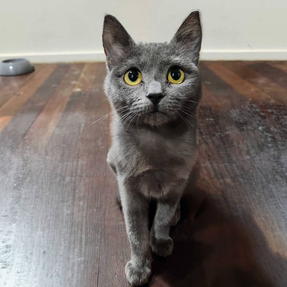 gray kitten cat boots eyes