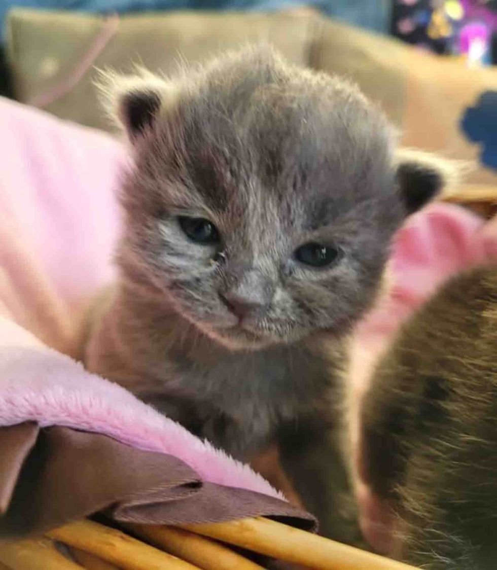 gray kitten eyes open