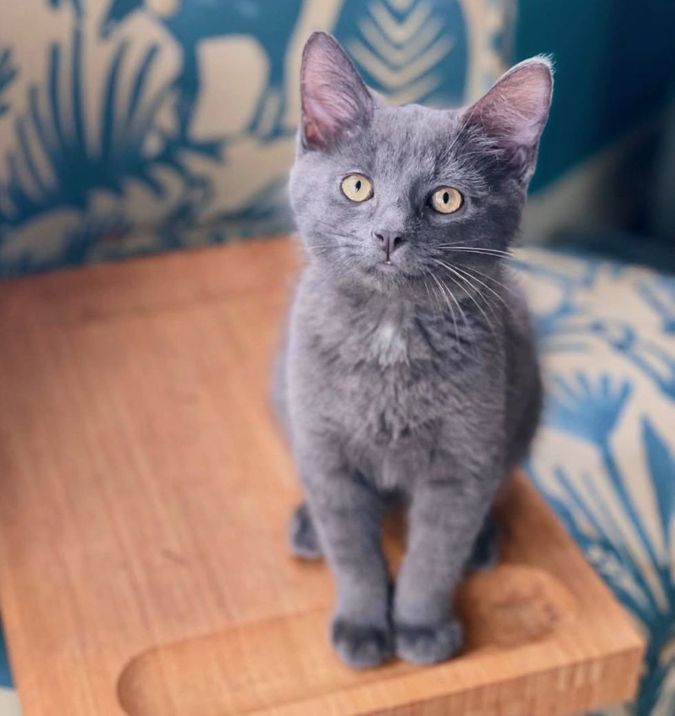 gray kitten happy