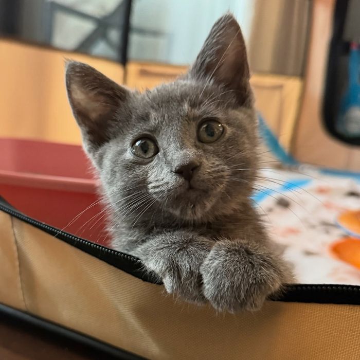 gray kitten playpen