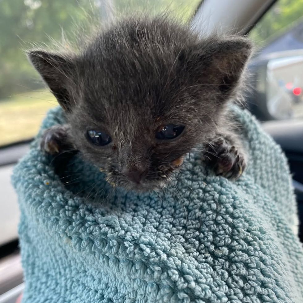 Gray kitten, Soliloquy, wrapped in a towel, small and wide-eyed, on the ride to safety