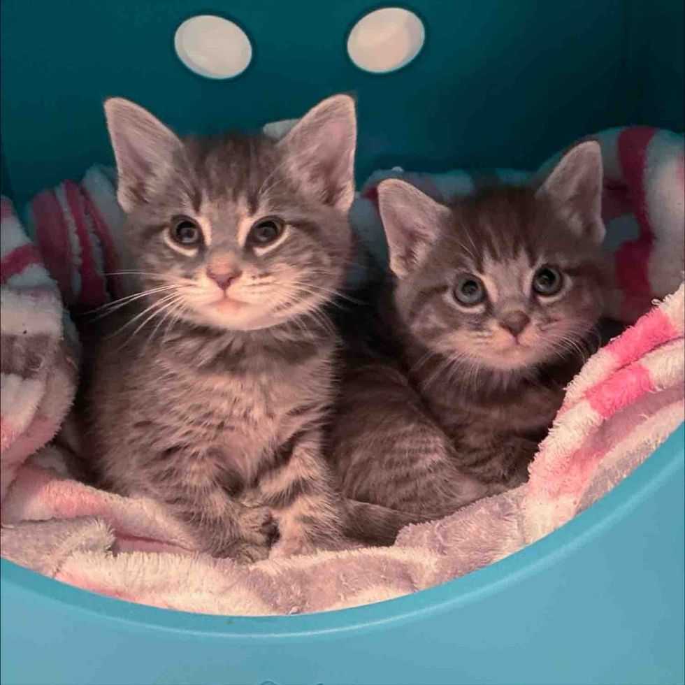 gray kittens brothers