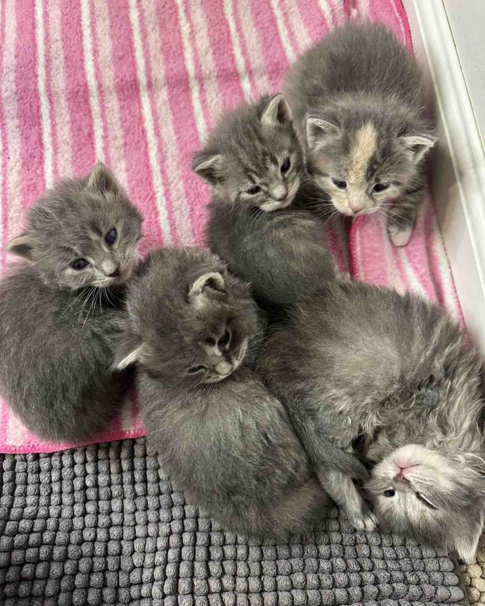 gray kittens purr pile