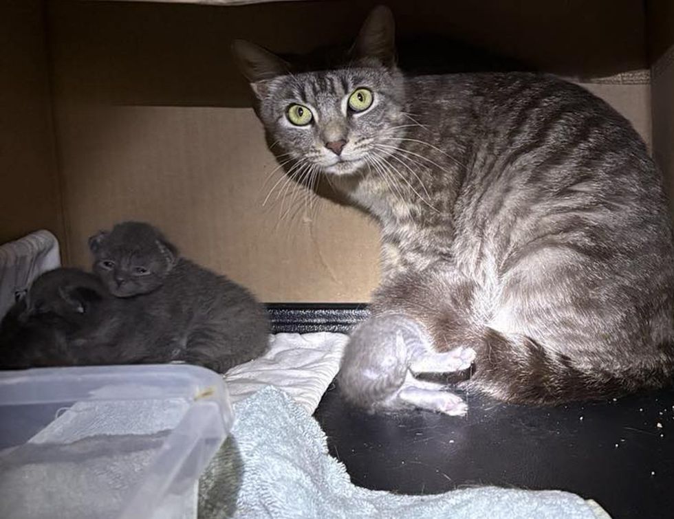 gray kittens tabby cat