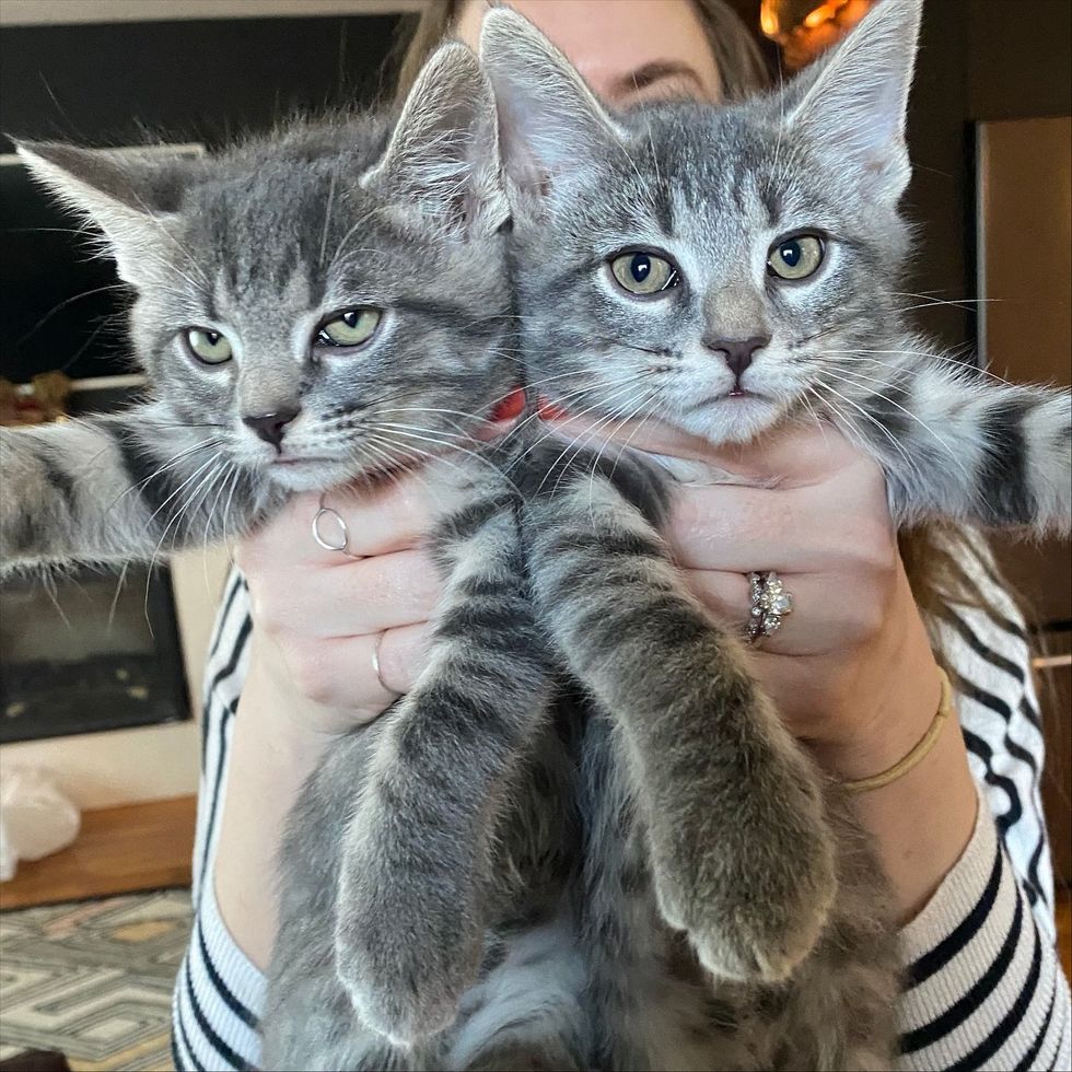 gray kittens twins