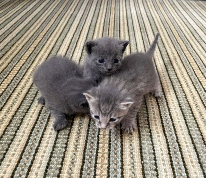 gray kittens walking