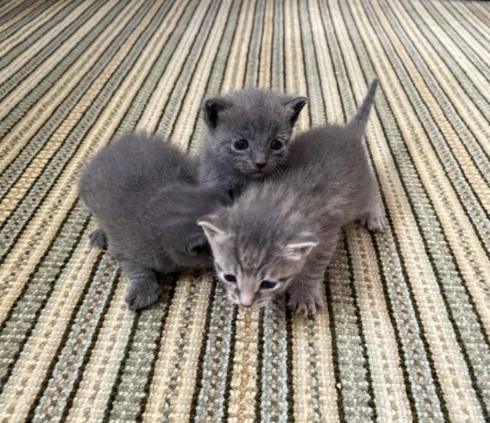 gray kittens walking