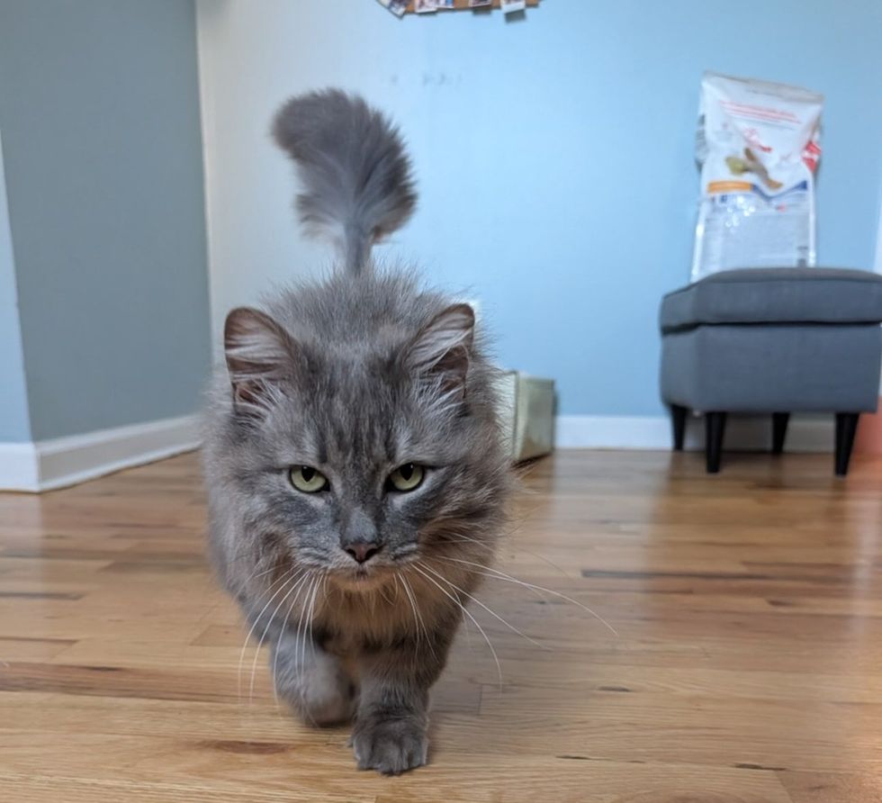 gray long-haired adult cat walking towards the camera on wood floors looking intense
