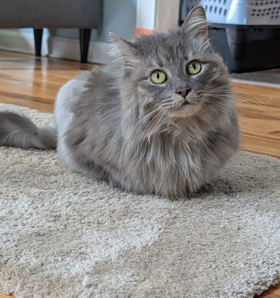 Gray long-haired cat crouched low on a beige rug, tail curled beside her, looking directly at the camera.