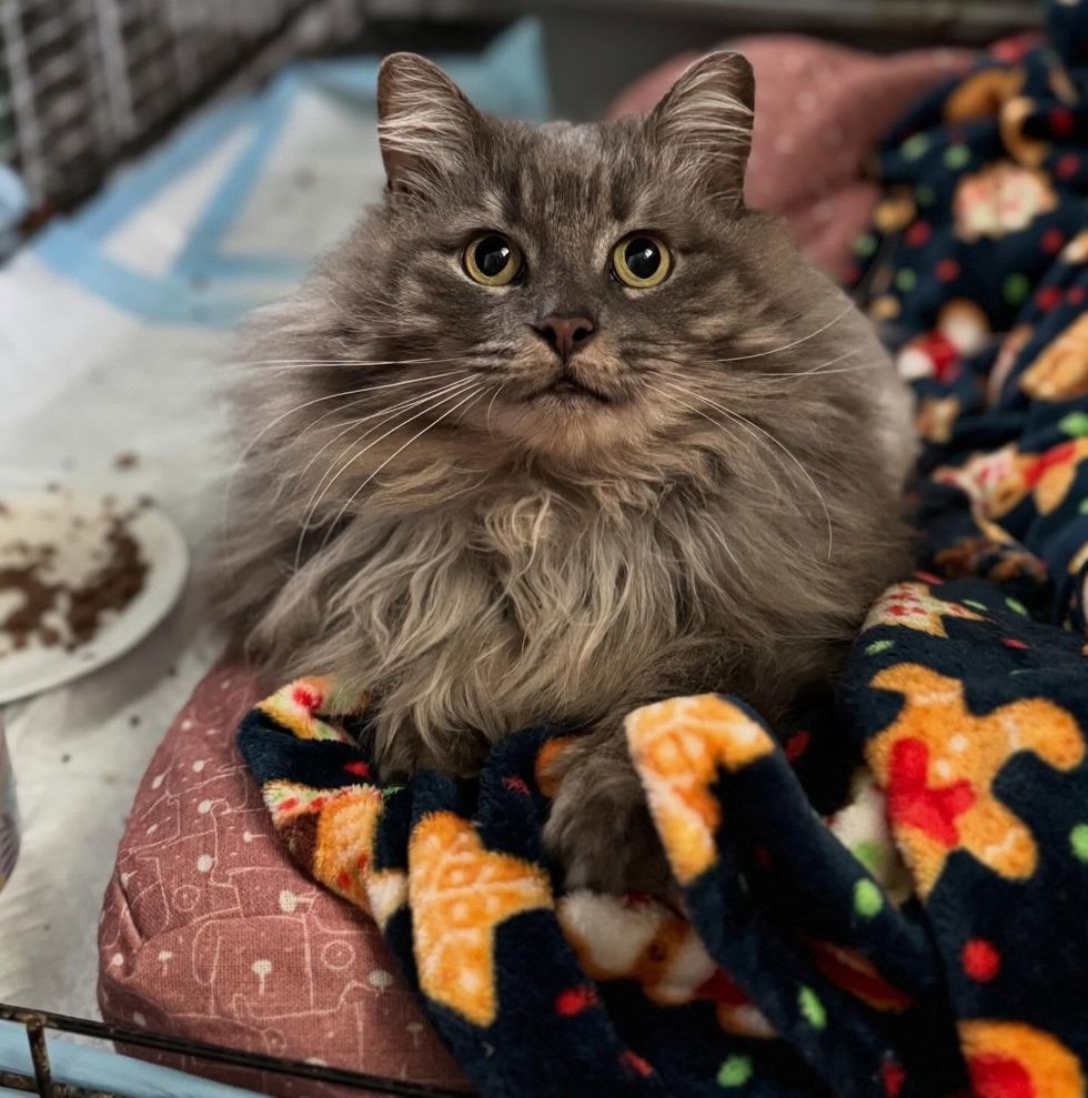 Gray long-haried cat restiing on a blanket in a cage at vet