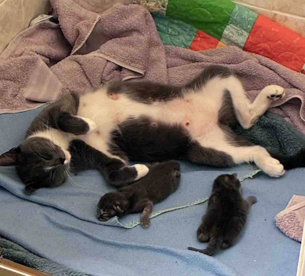 gray mother cat newborn kittens
