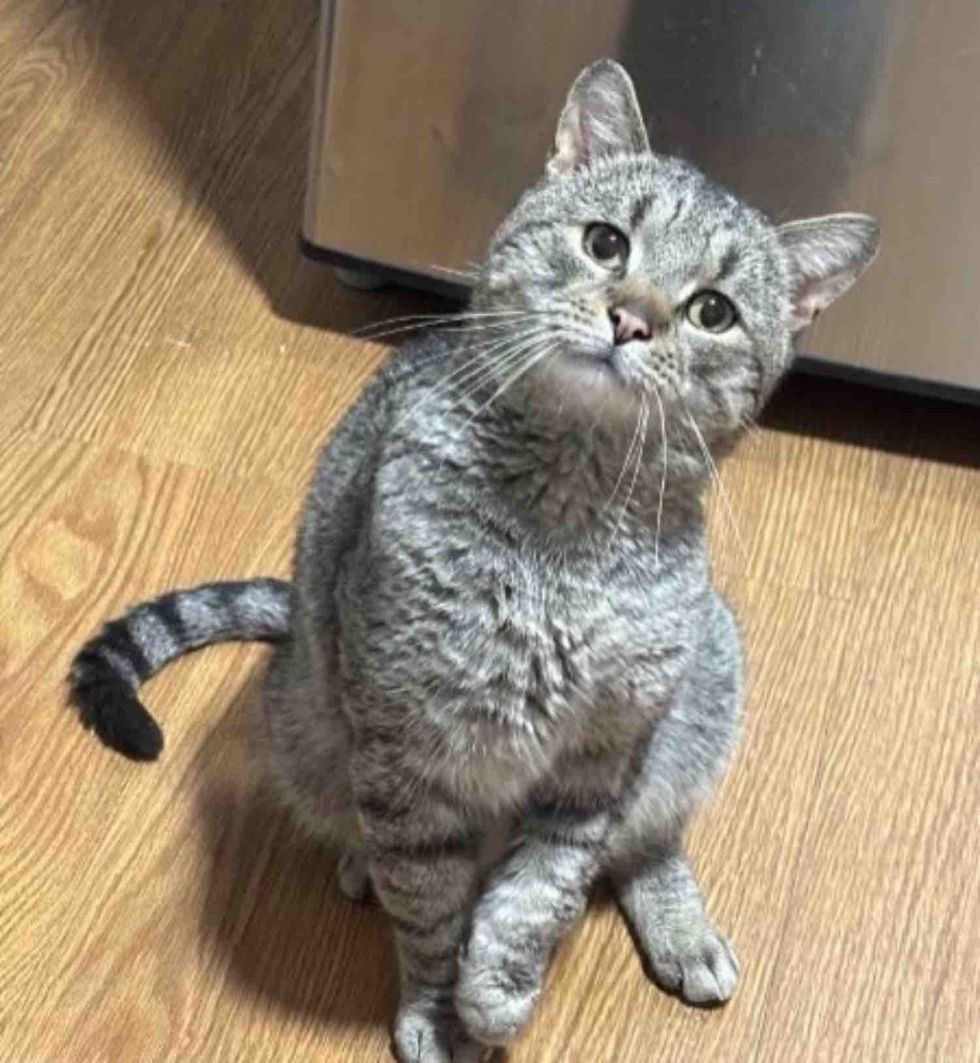 gray tabby cat looking up at camera for love