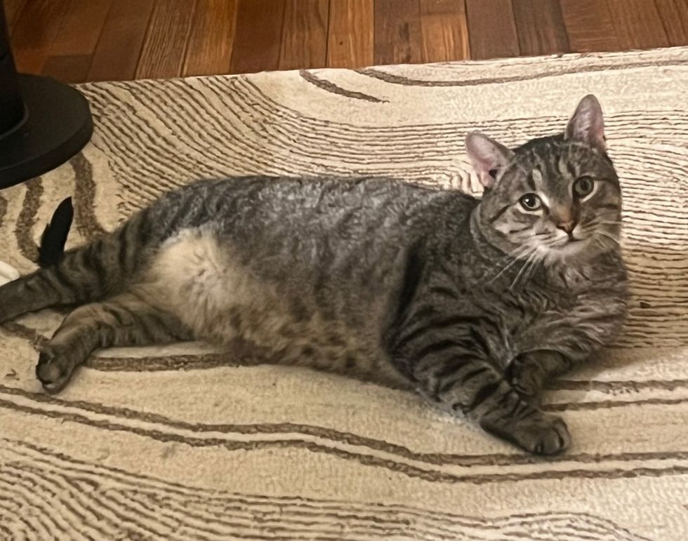 gray tabby cat relaxing on a rug in a home