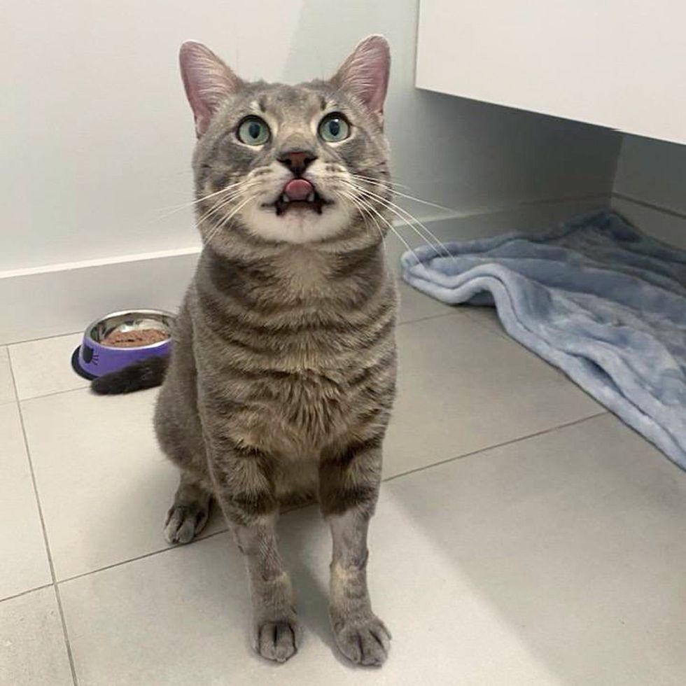 gray tabby cat tongue