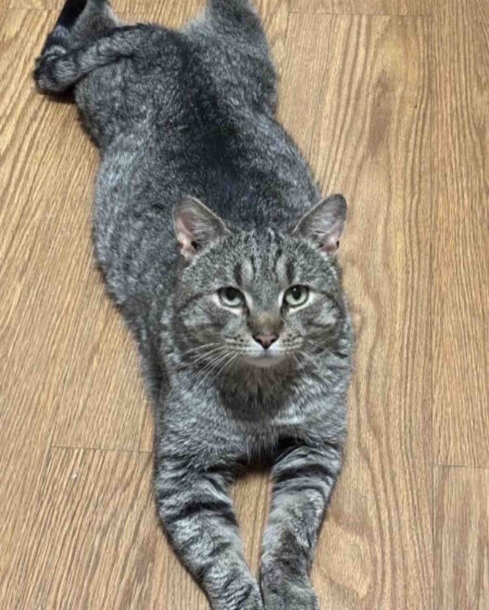 gray tabby cat with both front legs and rear legs stretched out