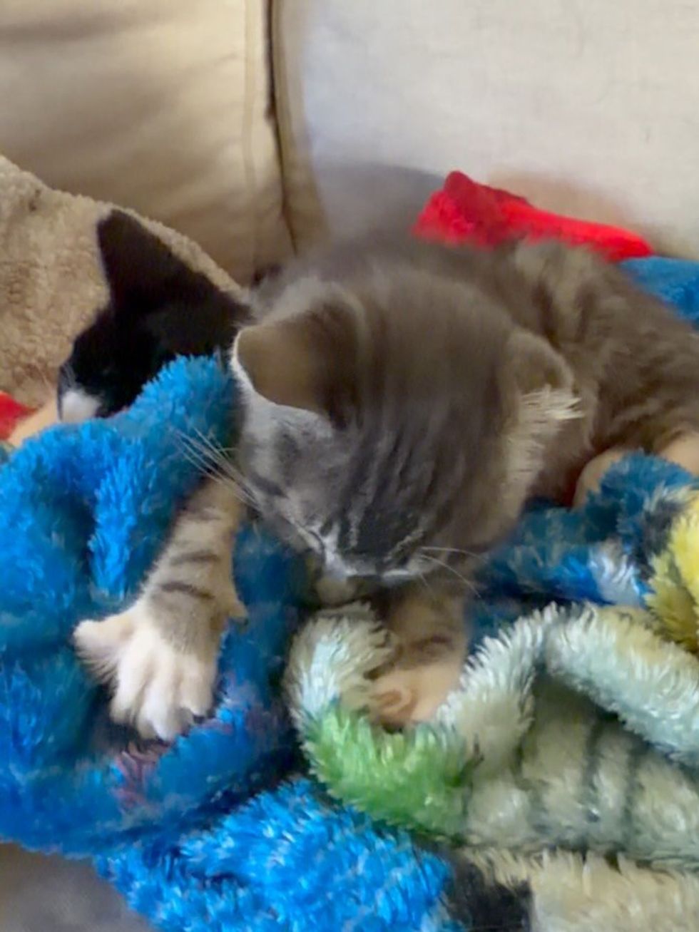 Gray tabby kitten asleep on a pile of blue and green blankets with her paws kneading the fabric.