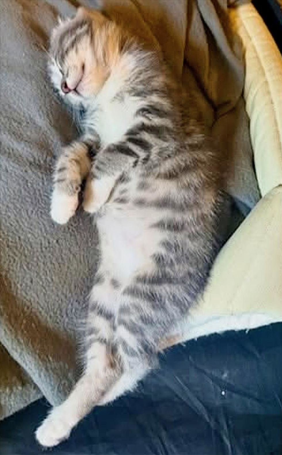 Gray tabby kitten asleep on a soft blanket with her front paws folded neatly under her chin.