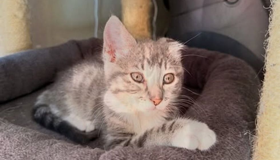 Gray tabby kitten lying in the top bed of a cat tree with her front paws draped over the edge.