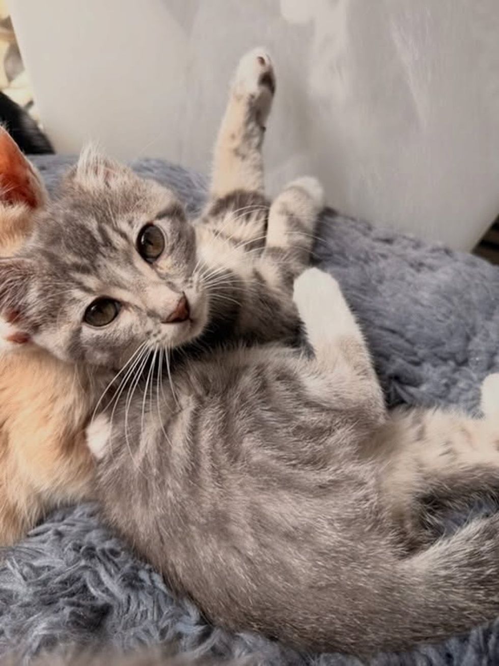 Gray tabby kitten lying in the top bed of a cat tree with her front paws draped over the edge.