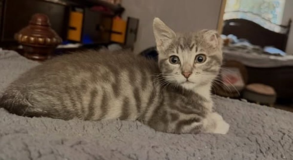 Gray tabby kitten lying on a sunlit bed, ears up and looking directly at the camera.